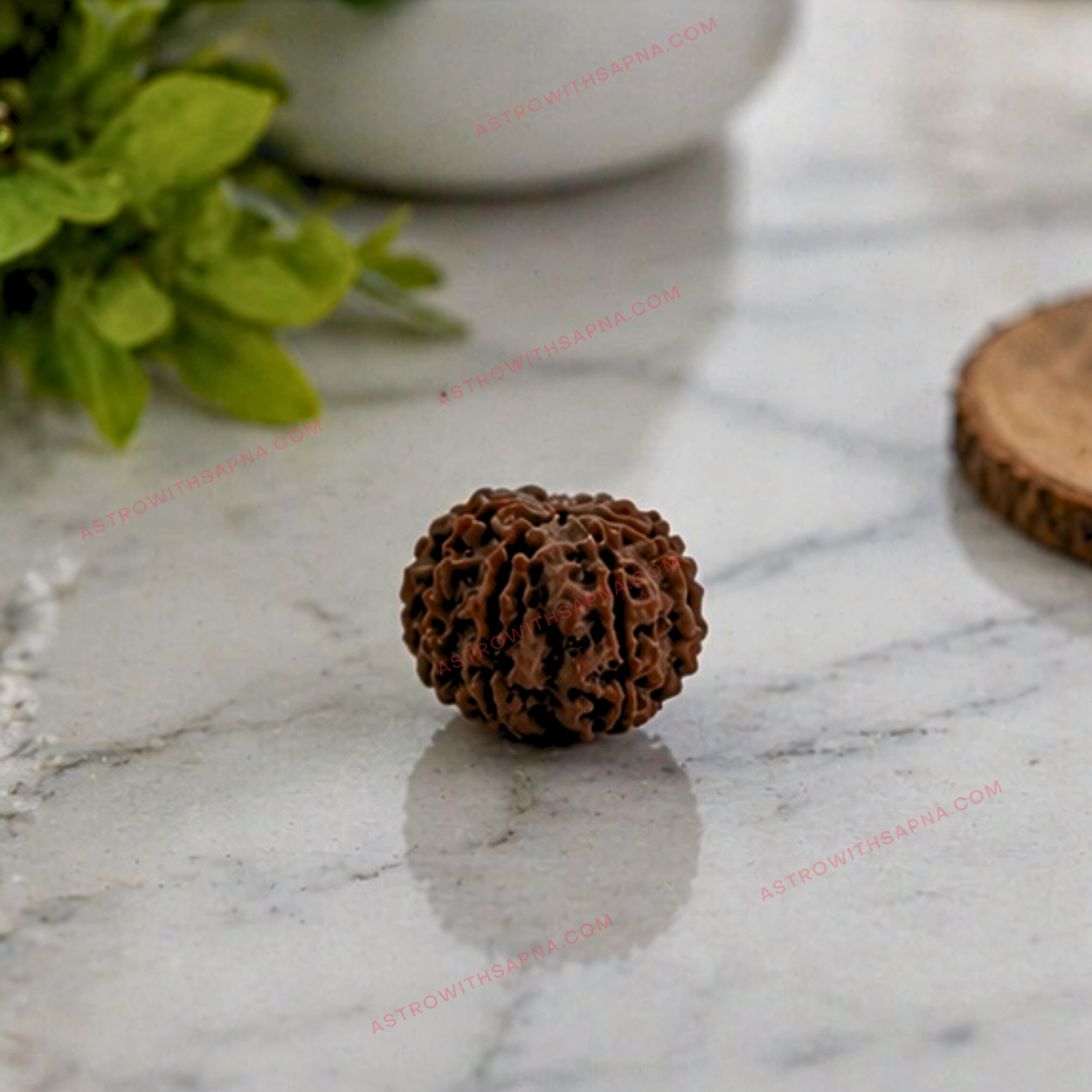 5 Mukhi Rudraksha (Panchmukhi) – Sacred Bead for Peace & Protection